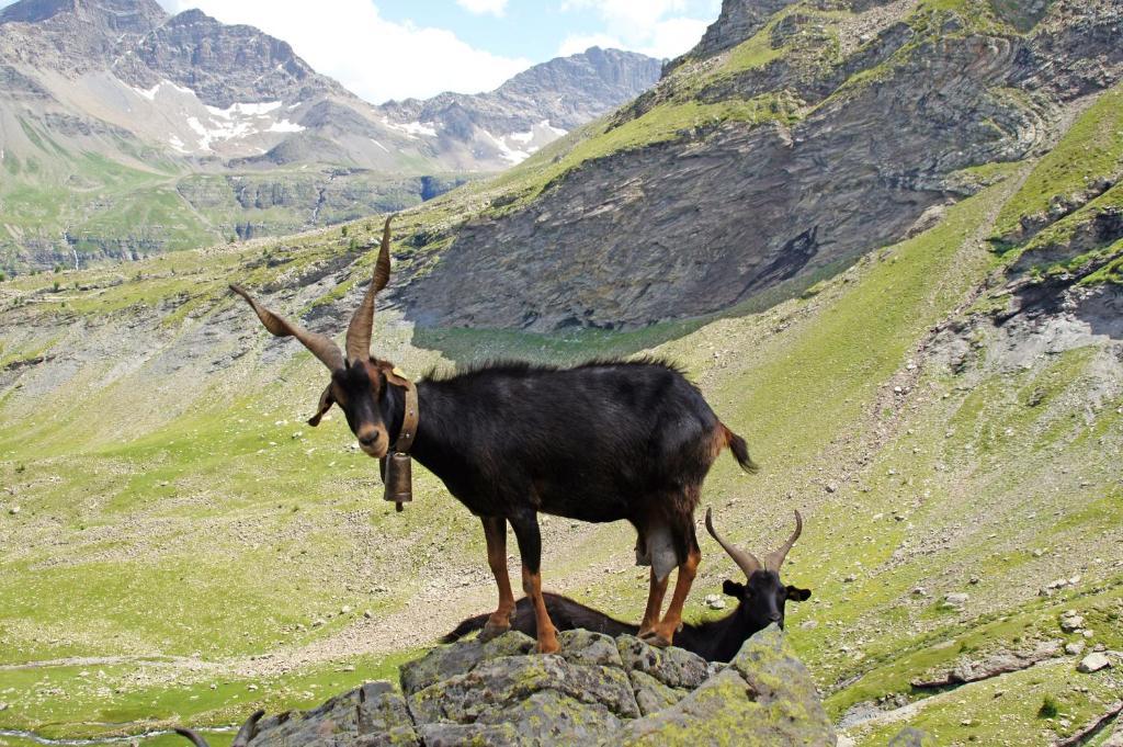 Le Relais Des Vaudois Hotel Freissinieres Eksteriør billede